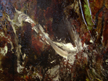 peinture abstraite